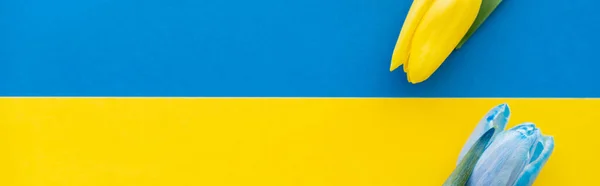 Top view of blue and yellow tulips on ukrainian flag with copy space, banner — Stock Photo