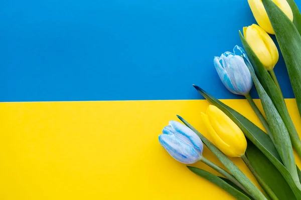 Vista superior de flores azules y amarillas en bandera ucraniana - foto de stock