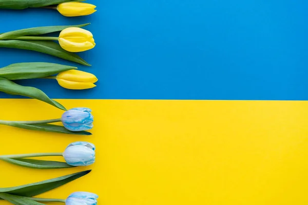 Vista superior da linha de tulipas azuis e amarelas na bandeira ucraniana — Fotografia de Stock