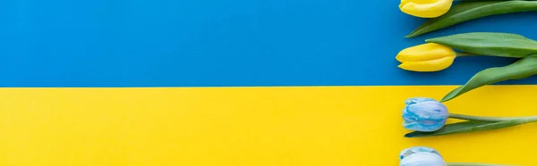 Top view of yellow and blue flowers on ukrainian flag, banner — Stock Photo