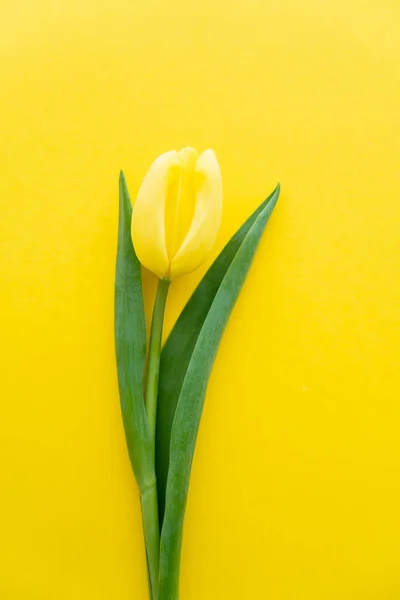 Vista superior da tulipa com folhas no fundo amarelo — Fotografia de Stock