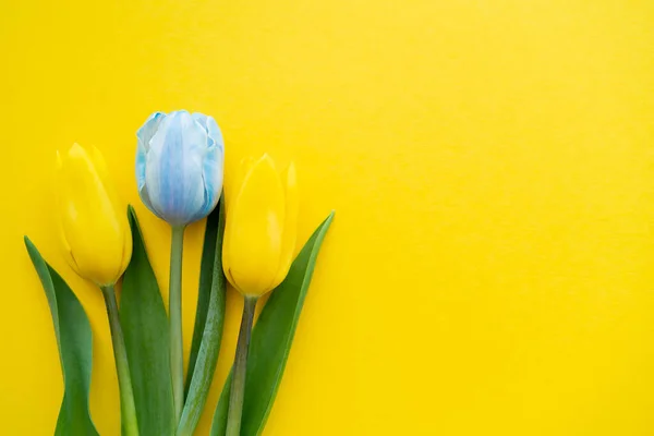 Draufsicht auf blaue und gelbe Tulpen auf Hintergrund mit Kopierraum — Stockfoto