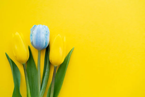 Vista superior de tulipanes azules y amarillos sobre fondo con espacio para copiar - foto de stock