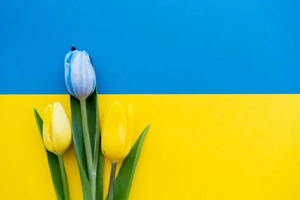 Draufsicht auf gelbe und blaue Tulpen mit grünen Blättern auf ukrainischer Flagge — Stockfoto