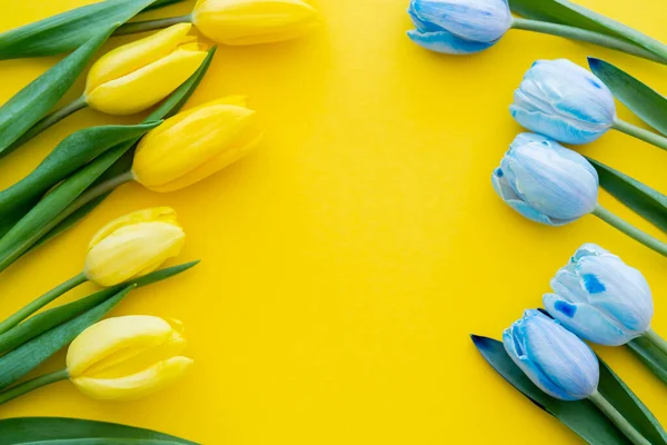 Vista superior de tulipanes azules y amarillos sobre fondo con espacio para copiar - foto de stock