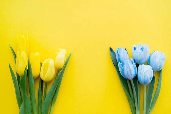 Vista superior de tulipanes azules y amarillos con hojas sobre fondo — Stock Photo