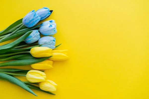 Vue du dessus du bouquet de tulipes jaunes et bleues sur fond avec espace de copie — Photo de stock