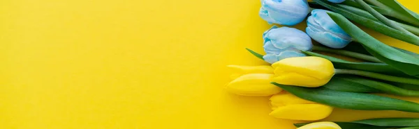 Vista superior de tulipas azuis e amarelas no fundo com espaço de cópia, banner — Fotografia de Stock