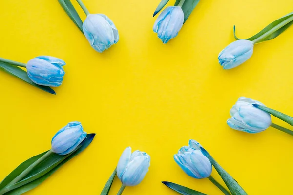 Верхний вид рамки из голубых тюльпанов на желтом фоне — стоковое фото