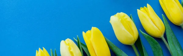 Top view of yellow tulips with leaves on blue background, banner — Stock Photo