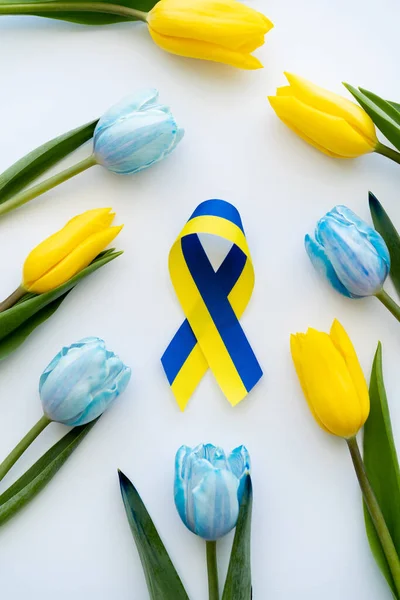 Top view of blue and yellow ribbon near tulips on white background — Stock Photo