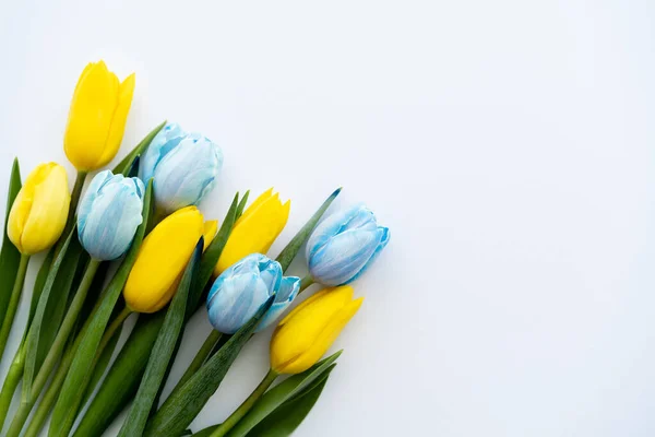 Vista superior de tulipas azuis e amarelas no fundo branco com espaço de cópia — Fotografia de Stock