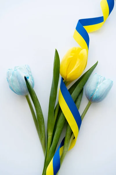 Draufsicht auf blaues und gelbes Band auf Tulpen auf weißem Hintergrund — Stockfoto