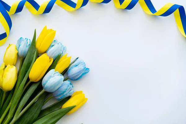 Top view of curly blue and yellow ribbon near tulips on white background — Stock Photo