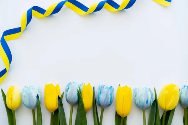 Vue du dessus du ruban jaune et bleu bouclé près de la rangée de tulipes sur fond blanc — Stock Photo