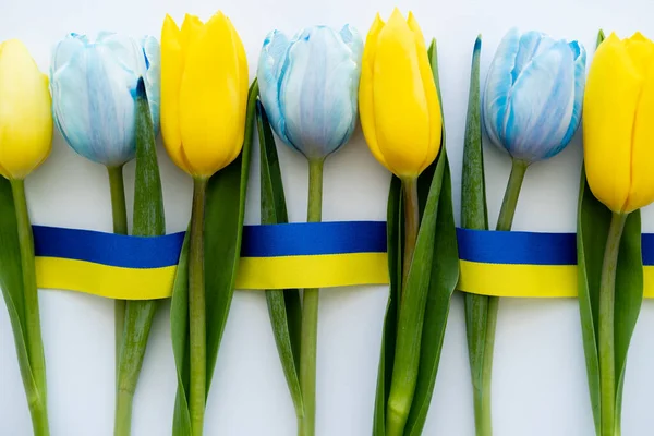 Vue du dessus des tulipes près du ruban bleu et jaune sur fond blanc — Photo de stock