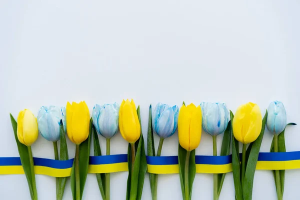 Top view of blue and yellow tulips and ribbon on white background — Stock Photo
