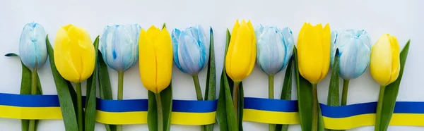 Draufsicht auf Reihe blauer und gelber Tulpen und Band auf weißem Hintergrund, Banner — Stockfoto