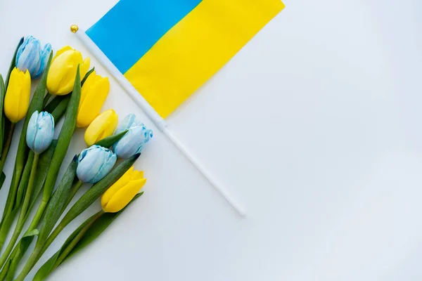 Top view of ukrainian flag near tulips on white background — Stock Photo
