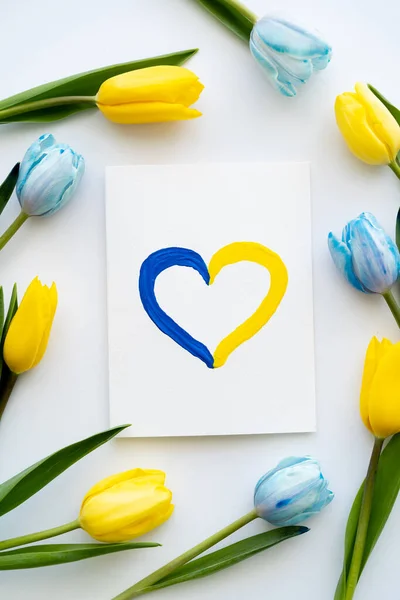 Vue du dessus de la carte avec signe de coeur peint dans le cadre de tulipes bleues et jaunes sur fond blanc — Photo de stock