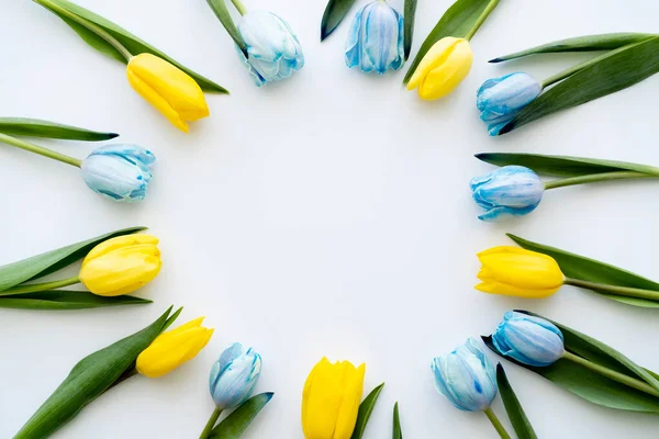 Vue du dessus du cadre à partir de tulipes bleues et jaunes sur fond blanc — Photo de stock