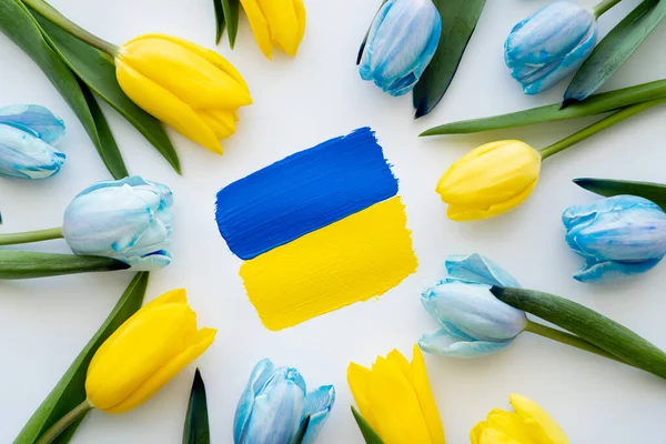 Top view of painted ukrainian flag in frame of blue and yellow tulips on white background — Stock Photo