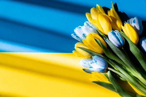 Draufsicht auf den Strauß blauer und gelber Tulpen auf der ukrainischen Flagge mit Schatten — Stockfoto