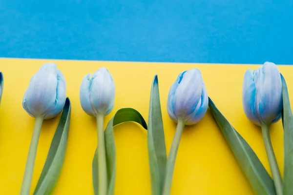 Vue rapprochée des tulipes avec des feuilles sur le drapeau ukrainien flou — Photo de stock
