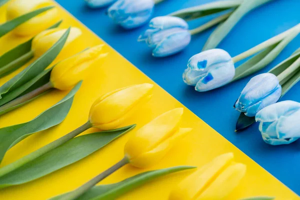 Vista de cerca de filas borrosas de tulipanes en la bandera ucraniana - foto de stock