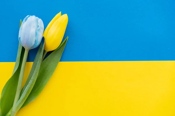 Vista superior de tulipanes con hojas en bandera ucraniana con espacio para copiar - foto de stock