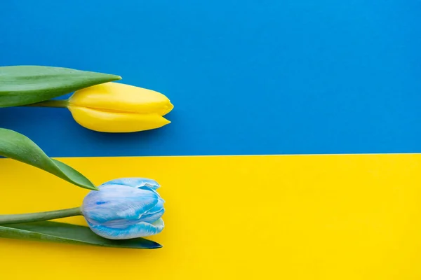 Top view of yellow and blue flowers on ukrainian flag with copy space — Stock Photo