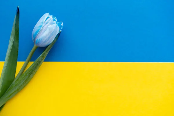 Верхній вид тюльпанів з листям на українському прапорі. — стокове фото