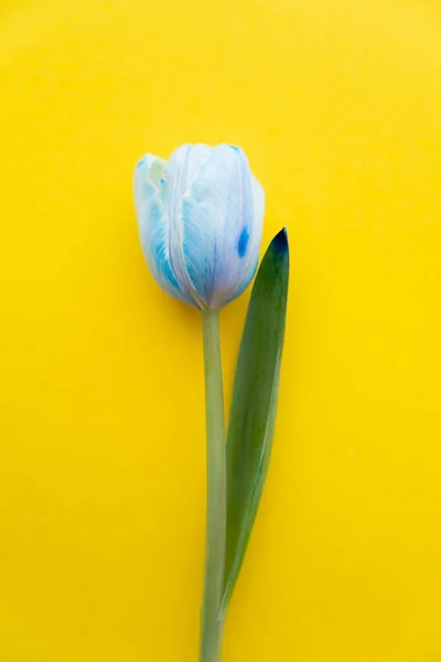 Draufsicht der blauen Tulpe auf gelbem Hintergrund — Stockfoto