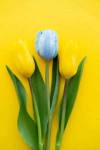 Vue du dessus de la tulipe bleue près des fleurs sur fond jaune — Photo de stock