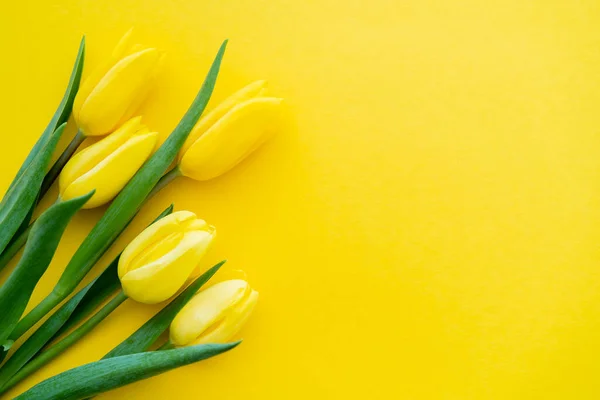 Верхний вид тюльпанов с зелеными листьями на желтом фоне с копировальным пространством — стоковое фото