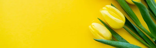 Draufsicht auf Tulpen mit Blättern auf gelbem Hintergrund, Banner — Stockfoto