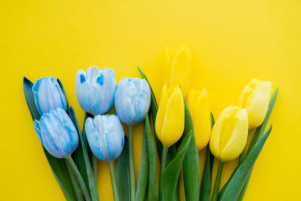 Draufsicht auf blaue und gelbe Tulpen auf Hintergrund mit Kopierraum — Stockfoto