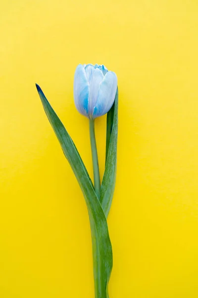 Vista superior da tulipa azul com folhas no fundo amarelo — Fotografia de Stock