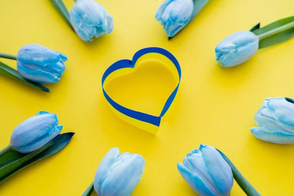 Вид зверху на синьо-жовту стрічку в символі серця в рамці тюльпанів на фоні — стокове фото