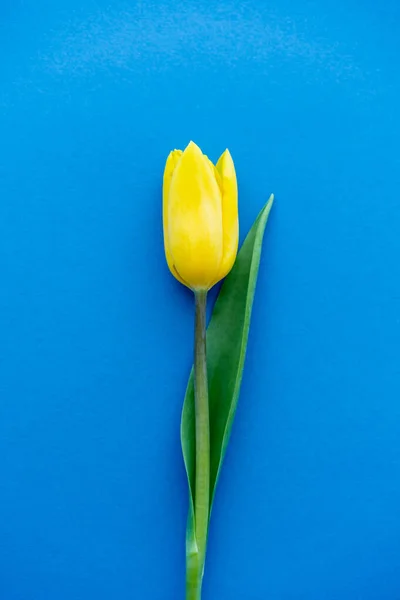 Vista superior de la flor de tulipán amarillo sobre fondo azul - foto de stock
