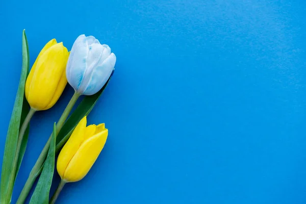 Draufsicht auf gelbe Tulpen auf blauem Hintergrund mit Kopierraum — Stockfoto