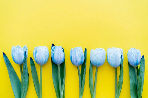 Vista dall'alto di fila di tulipani blu su sfondo giallo — Foto stock