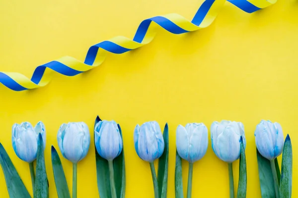 Vista superior da fita azul e amarela encaracolada perto de tulipas no fundo — Fotografia de Stock