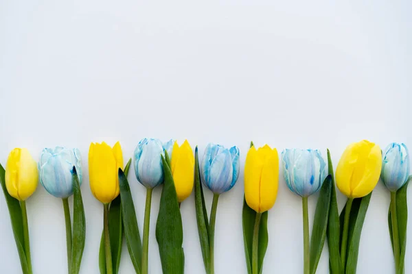 Draufsicht auf gelbe und blaue Blüten mit Blättern auf weißem Hintergrund — Stockfoto