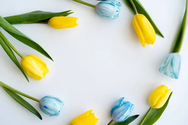 Top view of frame from blue and yellow flowers on white background — Stock Photo