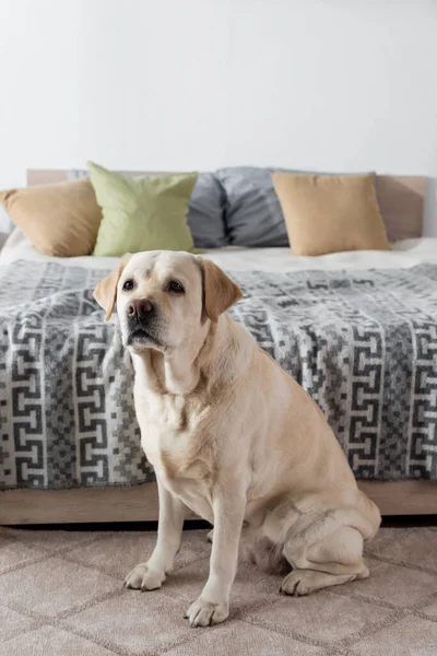 Labrador dog sitting near blurred bed with pillows — Stock Photo