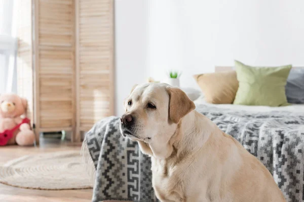 Perro labrador mirando lejos cerca de la cama borrosa en casa - foto de stock