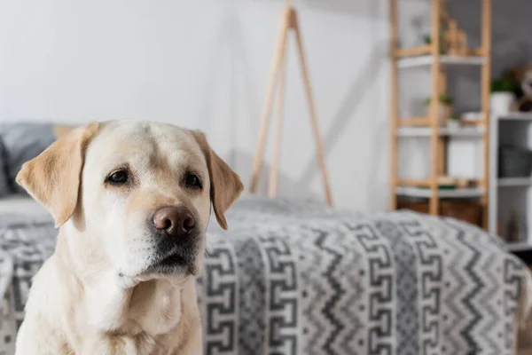 Amarelo labrador cão no fundo borrado no quarto — Fotografia de Stock