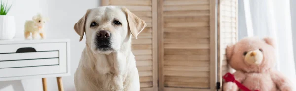 Labrador chien regardant la caméra près de l'ours en peluche flou à la maison, bannière — Photo de stock