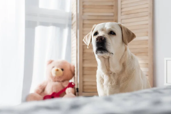 Labrador dog near teddy bear on blurred background — Stock Photo